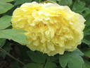 Alice Harding peony photo