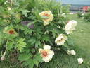 L'Espérance peony photo