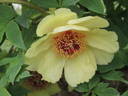 L'Espérance peony photo