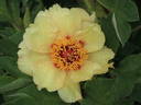 L'Espérance peony photo