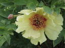 L'Espérance peony photo