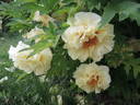 Age of Gold peony photo
