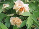 Age of Gold peony photo