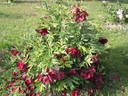 Black Panther peony photo