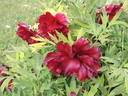 Black Panther peony photo