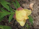Apricot peony photo