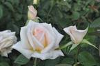Jycinda Maree rose photo