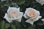 Jycinda Maree rose photo
