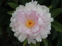 Gilbert Barthelot peony photo