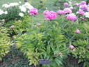 Margaret Truman peony photo