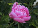 Margaret Truman peony photo