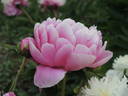Margaret Truman peony photo