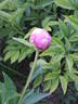 Margaret Truman peony photo