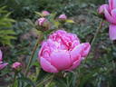 Margaret Truman peony photo