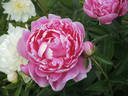 Margaret Truman peony photo