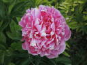 Margaret Truman peony photo