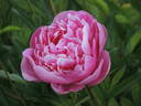 Margaret Truman peony photo