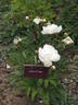 Immaculee peony photo