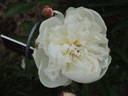 Immaculee peony photo