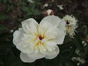 Immaculee peony photo