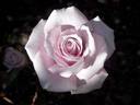 Alysheba rose photo