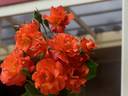 Ablaze rose photo