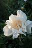 Ewelina peony photo