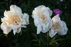 Ewelina peony photo