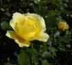 15G-06 rose photo