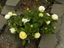 15G-06 rose photo