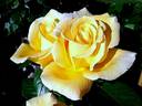 Glorius ® rose photo