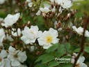 Polstjärnan rose photo