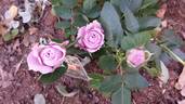 Lamy Parade rose photo