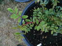 0-47-19DLFED X 1-72-1Hugonis rose photo