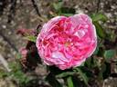 Bicolore incomparable rose photo