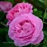 Madame Knorr rose photo