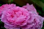 Madame Knorr rose photo