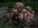 La Marne rose photo