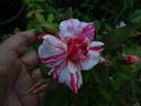 Striped Lynnie rose photo