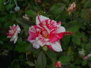 Striped Lynnie rose photo