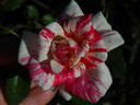 Striped Lynnie rose photo