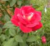 Double Vision rose photo