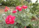 Double Vision rose photo