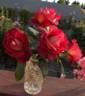 Double Vision rose photo