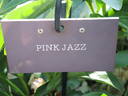 Pink Jazz peony photo