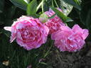 Pink Jazz peony photo