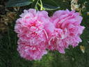 Pink Jazz peony photo