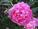 Pink Jazz peony photo