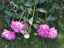 Pink Jazz peony photo