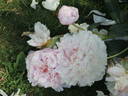 P. lactiflora 'Konigin Wilhelmina' peony photo